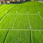 land survey of corn fields